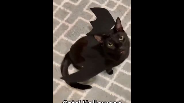 Кото-паук идет спасать мир