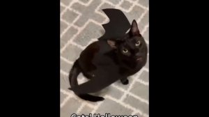 Кото-паук идет спасать мир