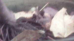 Помогаю родителям - переношу саженцы с открытой площадки в зимнее хранилище