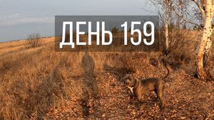 День 159