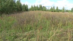 Подготовка земли под медовый конвейер. Дискование без вспашки. Было до. Стало после