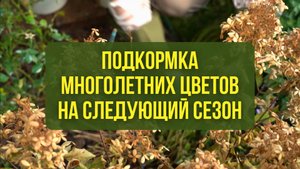 Подкормка многолетних цветов на следующий сезон