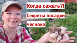 КОГДА САЖАТЬ ЧЕСНОК. СЕКРЕТЫ ПОСАДКИ