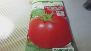Томат «Санька»: Беспроблемный сорт от Садовита | Выращивание и урожай
