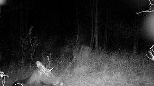 Сохатые во время гона. Молодой отдыхает.