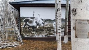 ГОЛОВОЛОМКА ПЯТИ ЛОШАДЕЙ