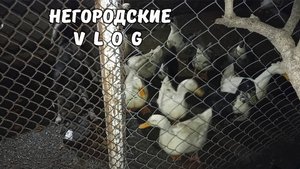 НУТРИИ: взрослые и молодняк не уживаются. Забавные щенки. 27.10.25