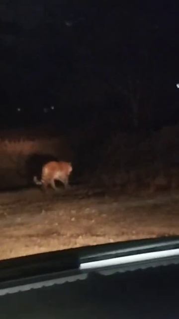 Тигр вышел к людям! Шокирующие кадры из поселка Дунай смотреть онлайн