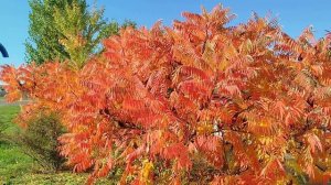 Осенние видеозарисовки