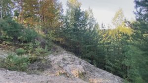 Осенний лес🍁🌲🍄🟫 Октябрь 2025