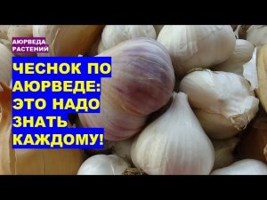 Чеснок по аюрведе: что нужно знать каждому!