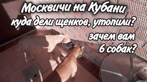 Ейск Зачем вам 6 собак? Куда дели щенков ,утопили? Сколько тратим на собак в месяц!