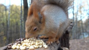 Немного о Белке с глазиком