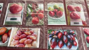 Готовлюсь к благотворительному мероприятию - к ярмарке. Собрала семена лучших сортов томатов!