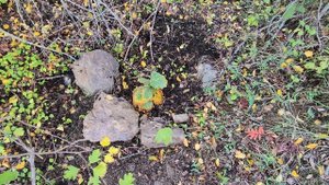 Горная рябина в лесосаду!