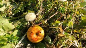 Яблоко и одуван