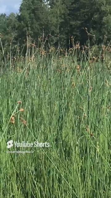 Ленинградская область. Хвойное. 10.07.2024. Заросли камыша (клубнекамыш)