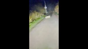 Дикие кабаны подбираются к даче.