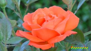 МОЯ НЕДОТРОГА слова Лилии Папушиной музыка исполняет Николай Ананьев гармонь