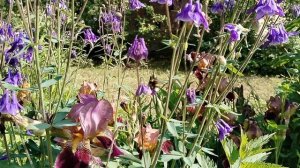 Аквилегия просто для настроения