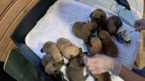 Как выкормить 10 щенков КАРЕЛО-ФИНСКОЙ ЛАЙКИ - 14-ЫЙ ДЕНЬ! :: How to FEED the cubs of FINNISH SPITZ?