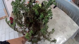 Простая жизнь в деревне. Лучший пятновыводитель. Петуния зимой.