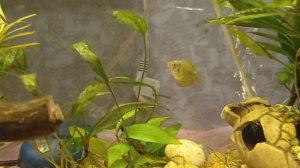 Новый аквариум и новые обитатели