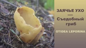ЗАЯЧЬЕ УХО -  Otidea leporina.  Съедобный гриб!