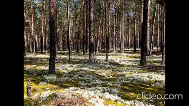 От Фоминска до Сорова
