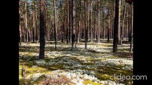 От Фоминска до Сорова