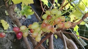 ГИГАНТ ОТ КАЛУГИНА 2025!!!🍇🍇🍇 Telegram, WhatsApp и Vlber +79528500417. ТЕЛ.+9054033245.