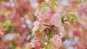 Восстановление нервной системы 🌿 Нежная музыка для внутреннего покоя и снятия стресса #9