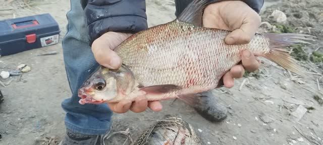 Окунь,Лещ,Карась Северский Донец осенью.Сварил ухи.Рыбалка продолжается уже 28 октября.