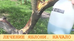 2025 Июль. Начало лечения старой яблони