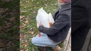 🪿На Городской ферме ВДНХ гусь неожиданно проявил нежность — захотел обнимашек!🪿