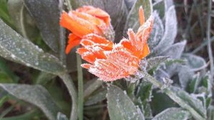 Ночью на Ставрополье возможны заморозки