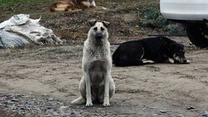 КРАСНОЯРКУ НА БОРИСЕВИЧА ПОКУСАЛА СОБАКА