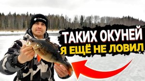 Зимняя рыбалка. Трофейный окунь на блесну пойман.