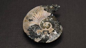 Аммонит пиритозамещённый, 18 г, Ульяновск