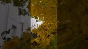 НУ, ВСЁ! КРАСОТА ОСЕНИ ВОШЛА В ЧАТ