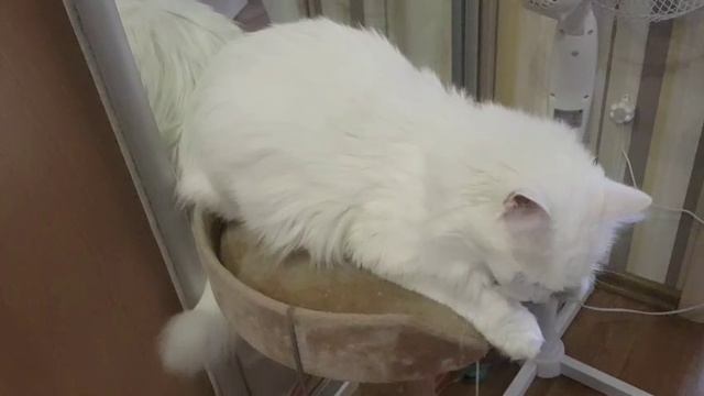 Леся и Сёма - Тушёнка любвеобильная