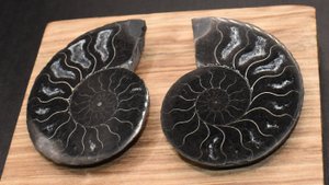 Аммонит 2 половинки, 40.37 г, Ульяновск