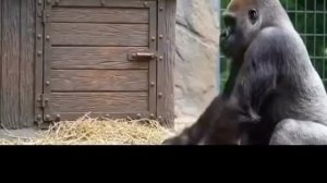 тяжело быть родителями🤣