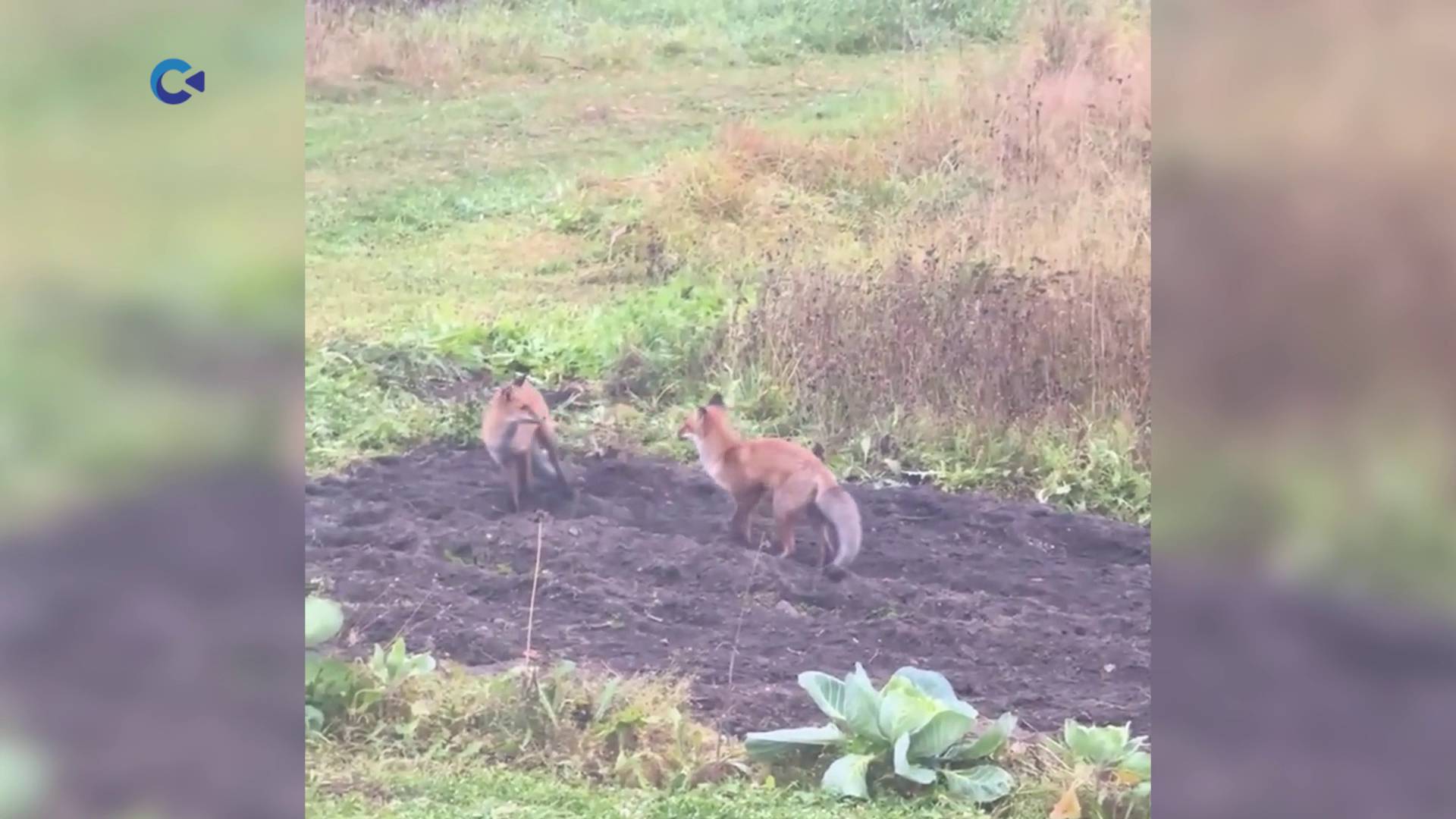 Лисят засняли на дачном участке в Карелии