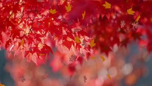 ОСЕНЬ ЗОЛОТАЯ -  ФУТАЖ