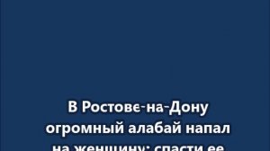 В Ростове-на-Дону огромный алабай напал на женщину