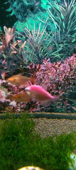 Просто аквариум.