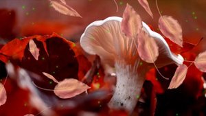 ОСЕНЬ ЗОЛОТАЯ -  ФУТАЖ