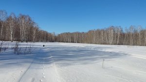 Канадский волк - гибрид. Конец март. Холода. Поздняя весна.mp4