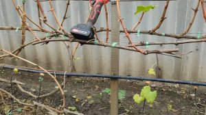 Обрезка кустов винограда со смещённой зоной плодоношения